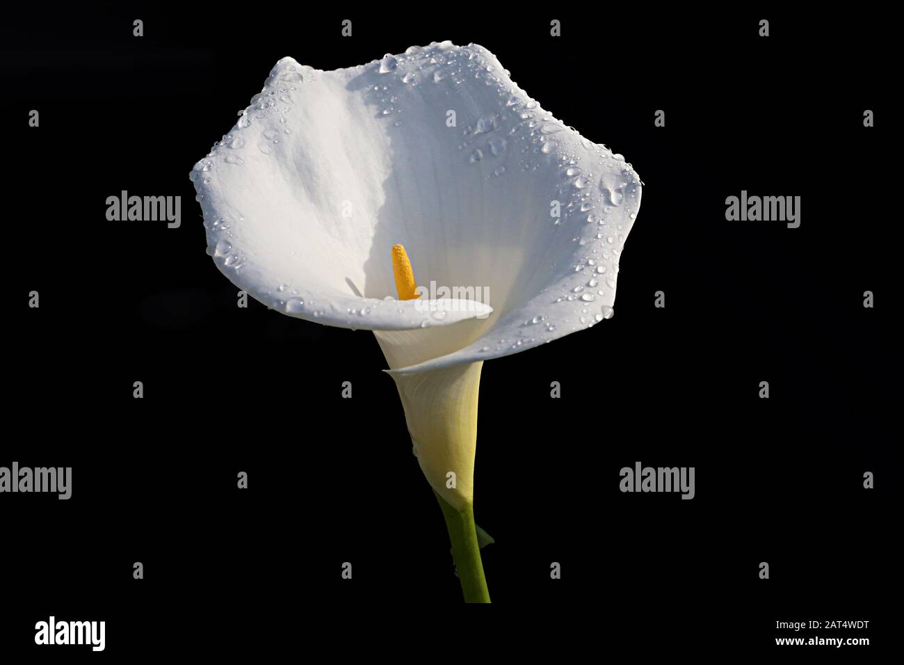 Calla Lily fiore con gocce di pioggia su sfondo nero Foto Stock