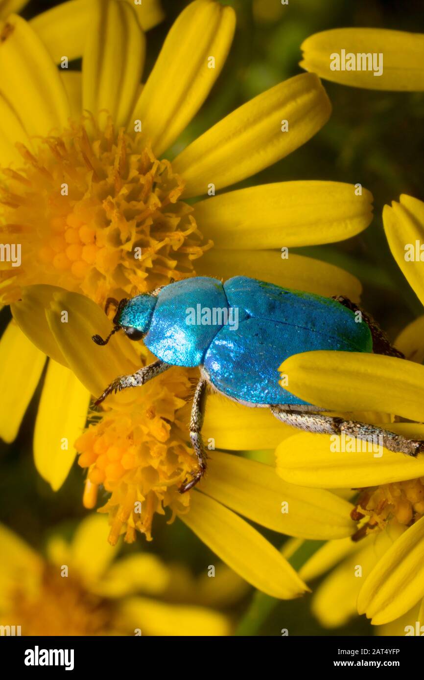 Il blu iridescente dello scarabeo (hoplia coerulea) brilla in contrasto con il giallo dei fiori di ragwort che sta camminando sopra. Foto Stock