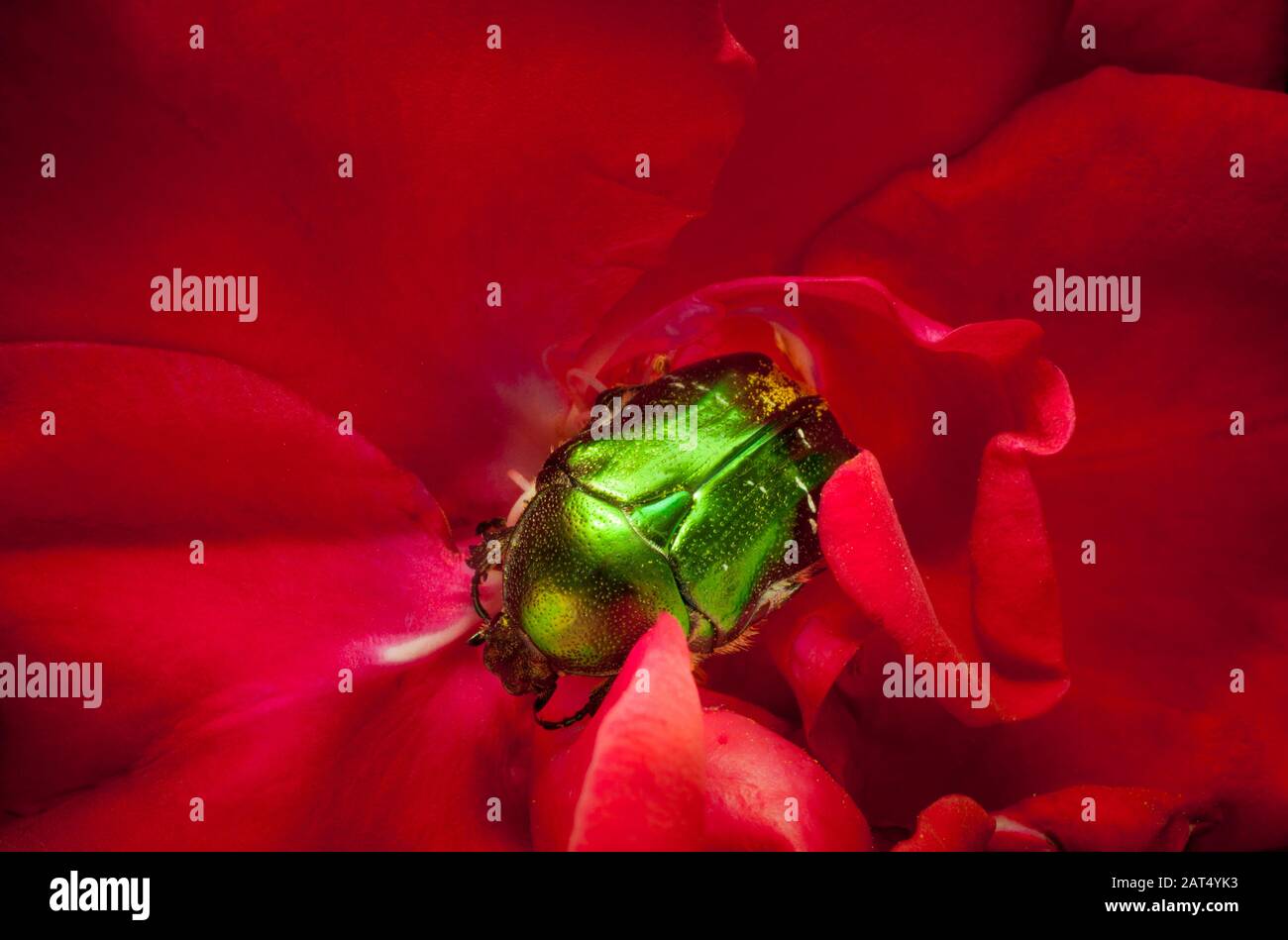 Un coleottero verde "Rose Chafer" (Cetonia aurata) su una rosa rossa, giardino. I pagani di rosa vivono sulle rose e gli adulti mangiano fiori e polline. Foto Stock