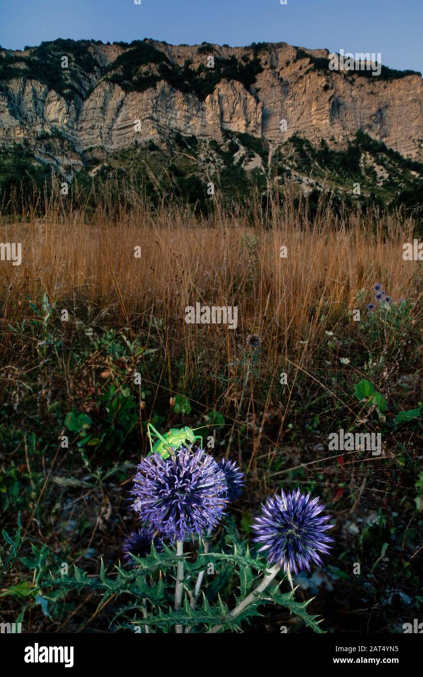 Una cavalletta verde si trova in cima a un fiore echinops, mentre le scogliere delle Alpi provenzali prendere il sole serale sullo sfondo. Foto Stock