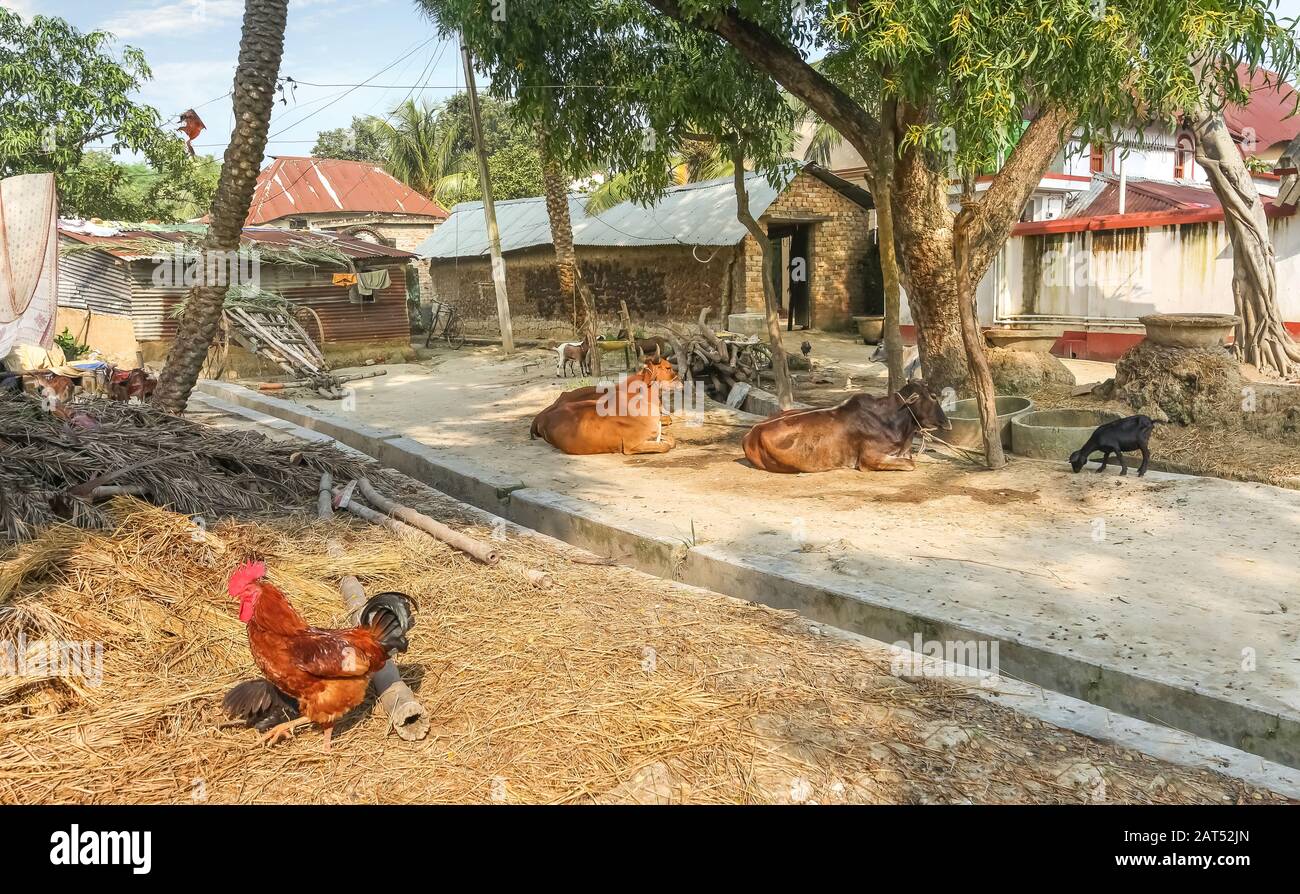 Paesaggio rurale indiano villaggio con vista di case di fango capanne e bestiame villaggio in un villaggio tribale nel Bengala occidentale, India Foto Stock