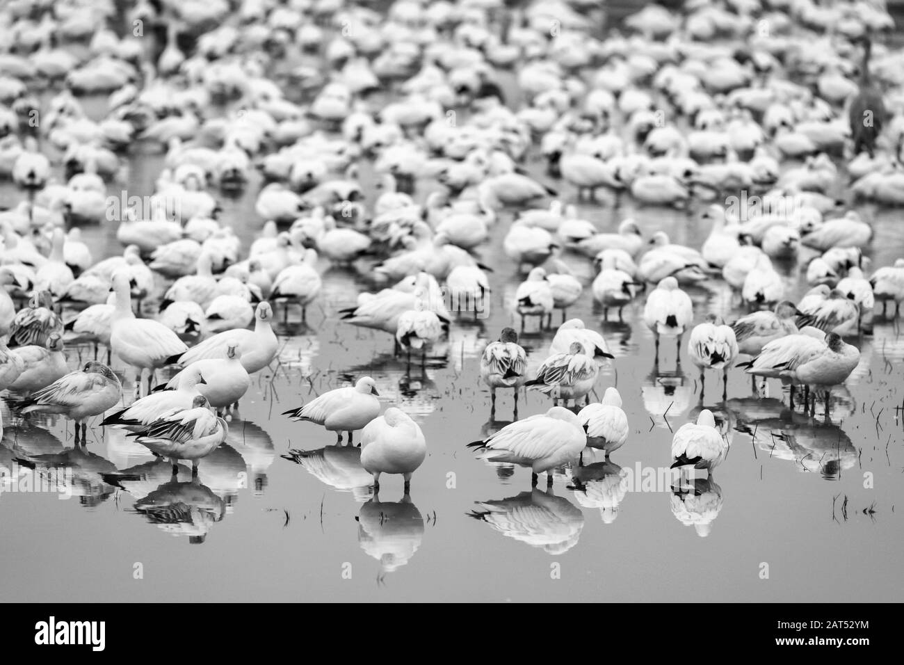Flock of Snow Geese (Chen caerulescens) che ruggiscono allo stagno di Bosque del Apache National Wildlife Refuge in New Mexico. Foto Stock