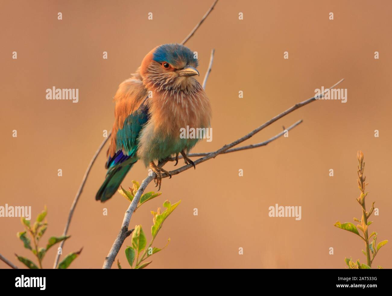 Indian Roller - Fotografato Nel Parco Nazionale Di Kanha (India) Foto Stock