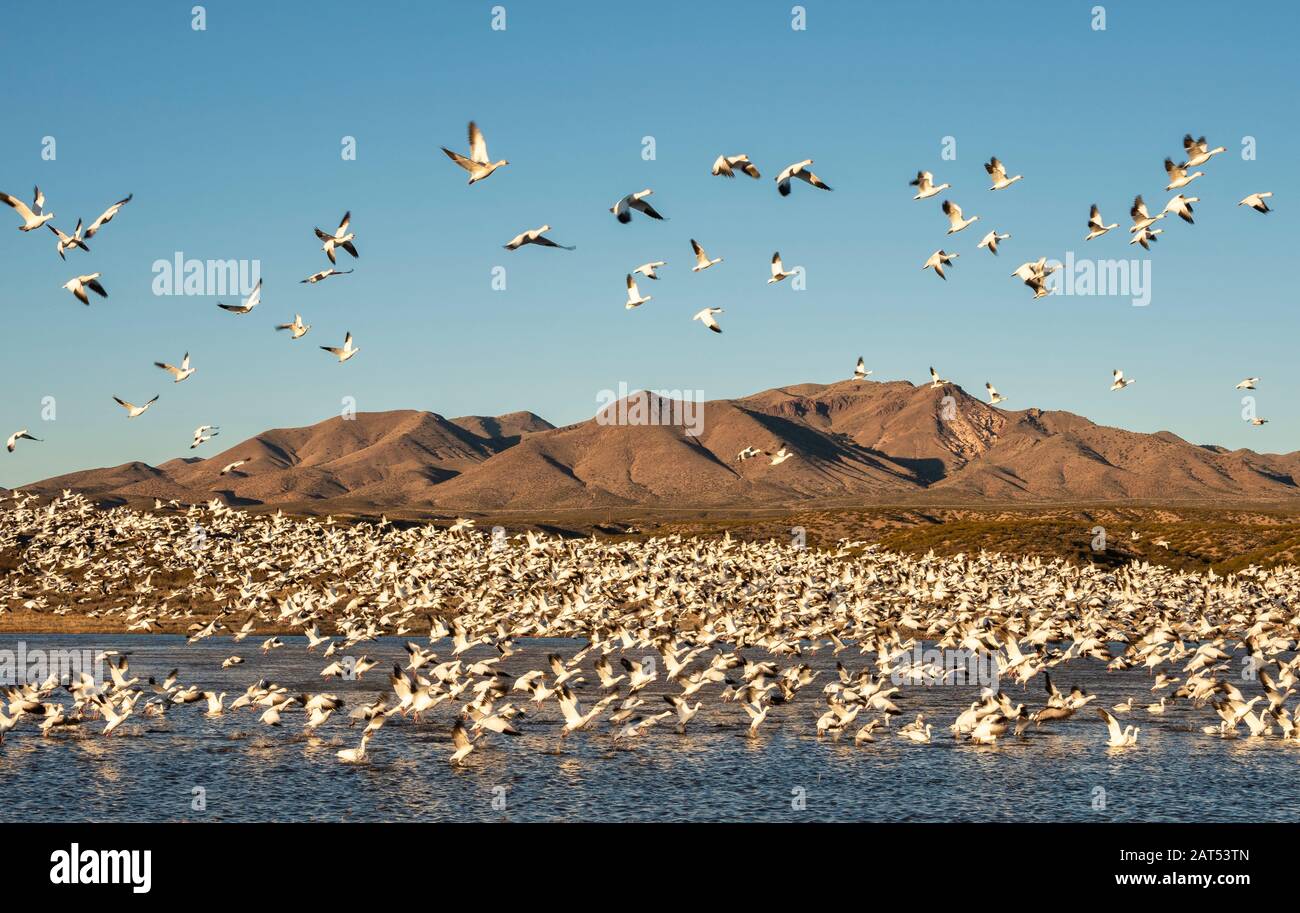 Flock of Snow Geese (Chen caerulescens) si solleva dallo stagno al Bosque del Apache National Wildlife Refuge in New Mexico. Foto Stock