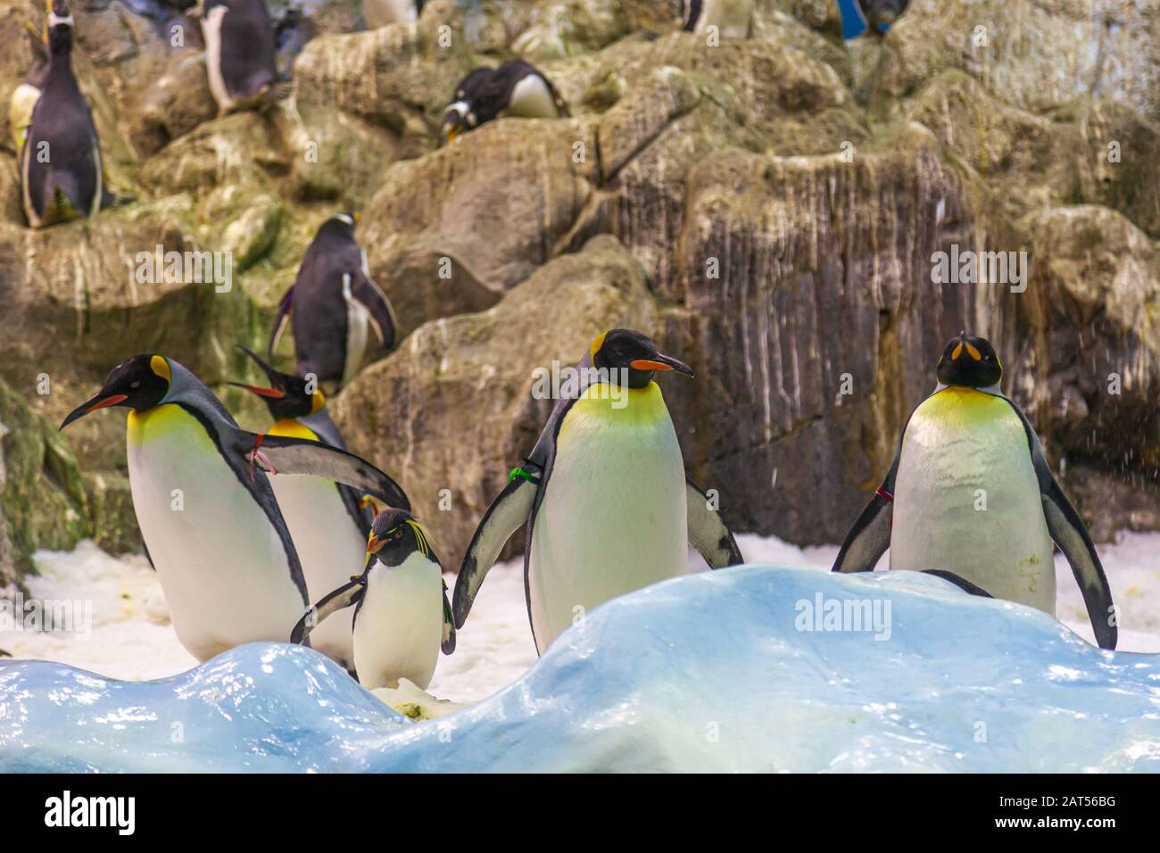 Penguin pianeta neve reale, un iceberg enorme e centinaia di pinguini a loro parco tenerife Foto Stock