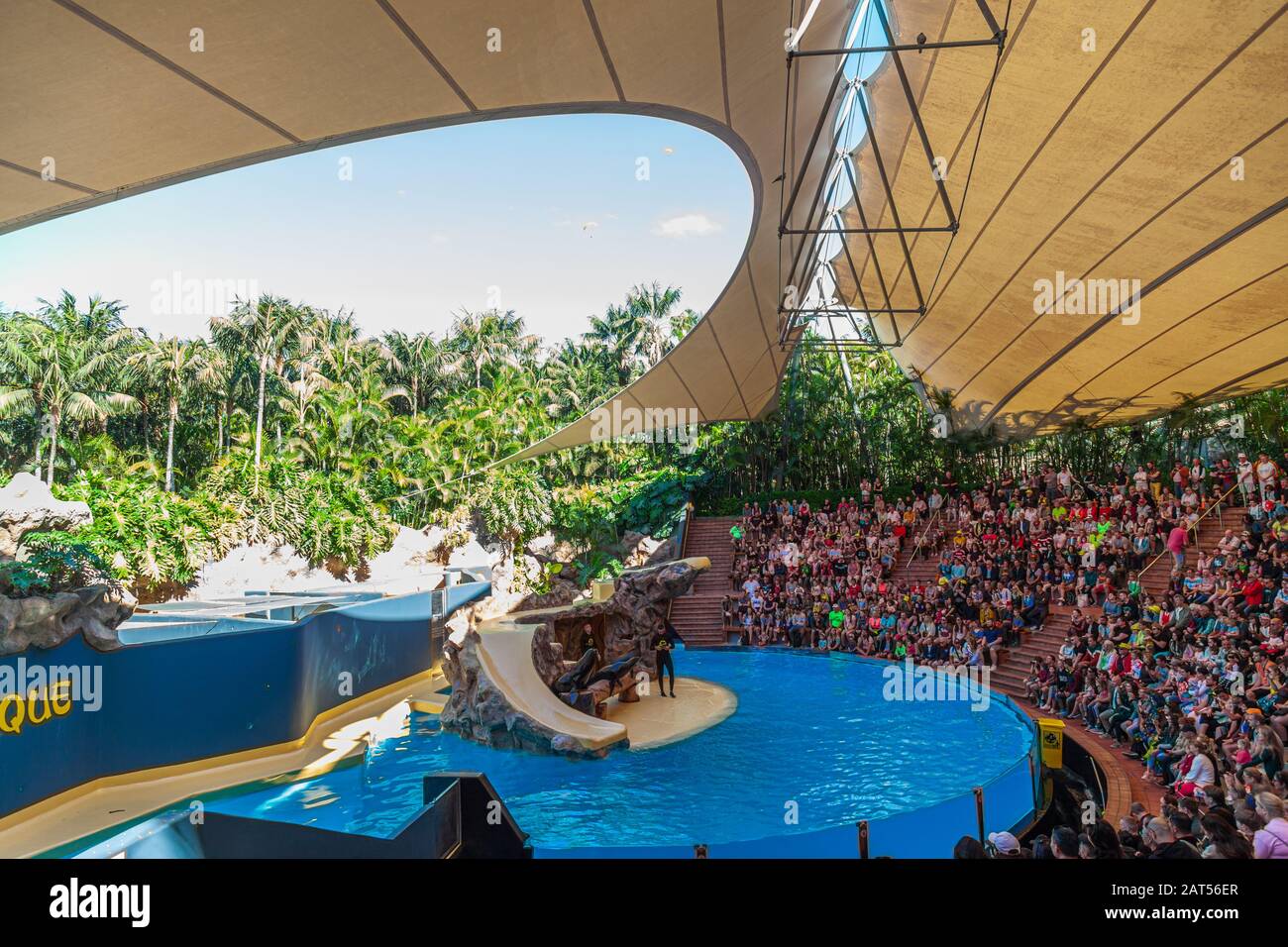 spettacolo di sealion al loro park tenerife Foto Stock