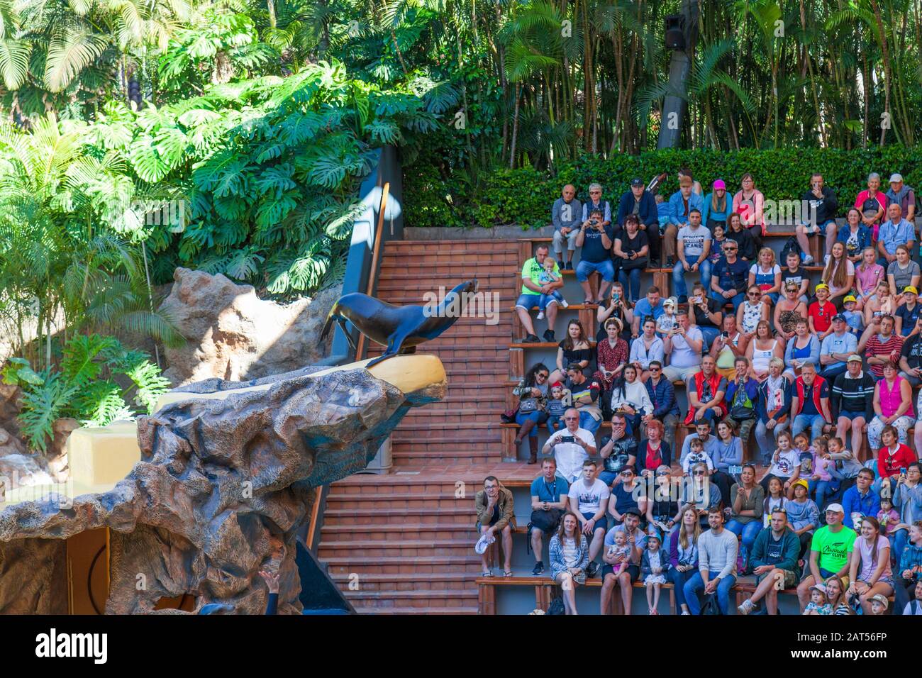 spettacolo di sealion al loro park tenerife Foto Stock