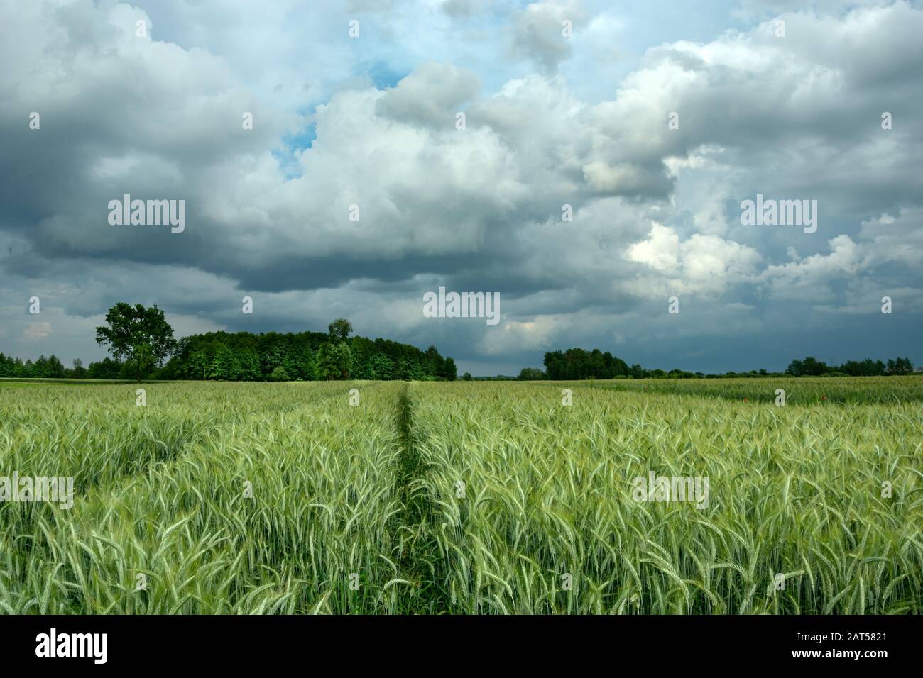 Tracce di ruote nel campo con grano verde e nuvole piovose scure sul cielo Foto Stock