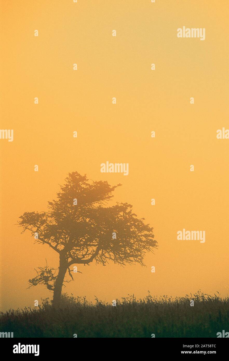Guernsey. Silhouette di lone Hawthorn albero sulla collina in serata. Foto Stock