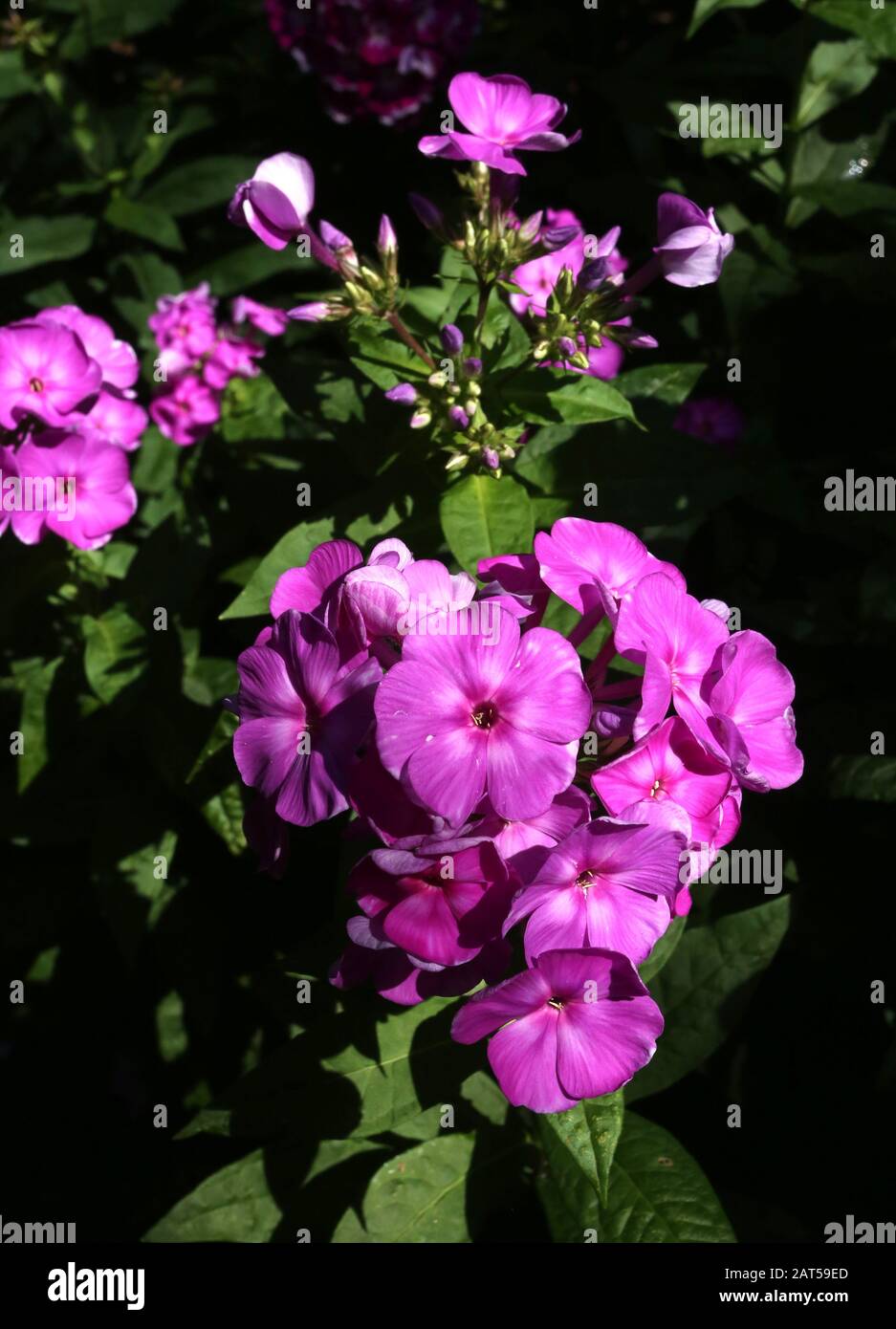 Cracovia. Cracovia. Polonia. Impatiens nuovo Guinea ibrido giardino pianta fiorire. Foto Stock
