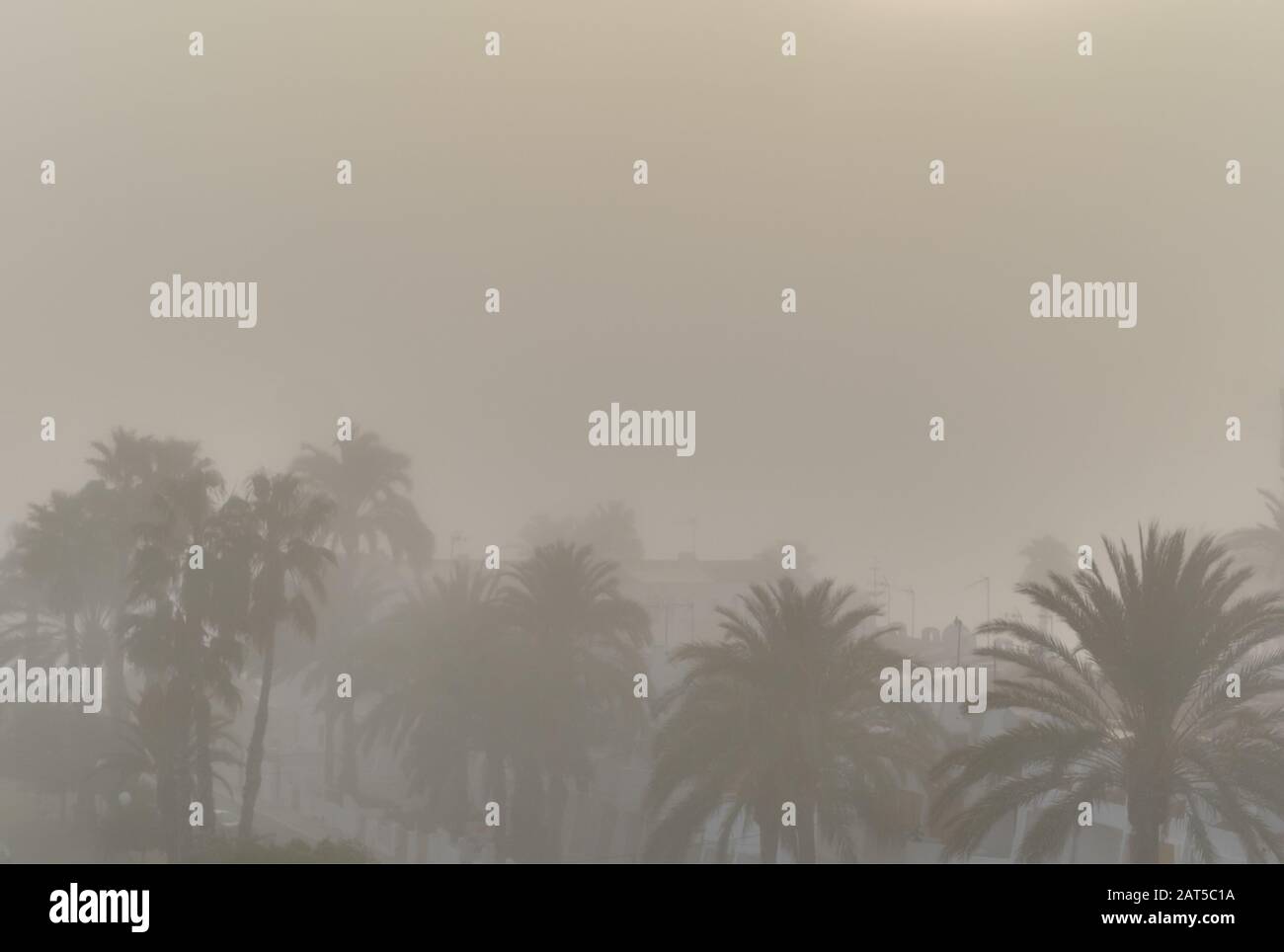 Sfondo di natura tropicale, silhouette di palme costiere durante nebbia nebbia nebbia nebbia nebbia nebbia nebbia. Torrevieja, Provincia Di Alicante, Costa Blanca, Spagna Foto Stock