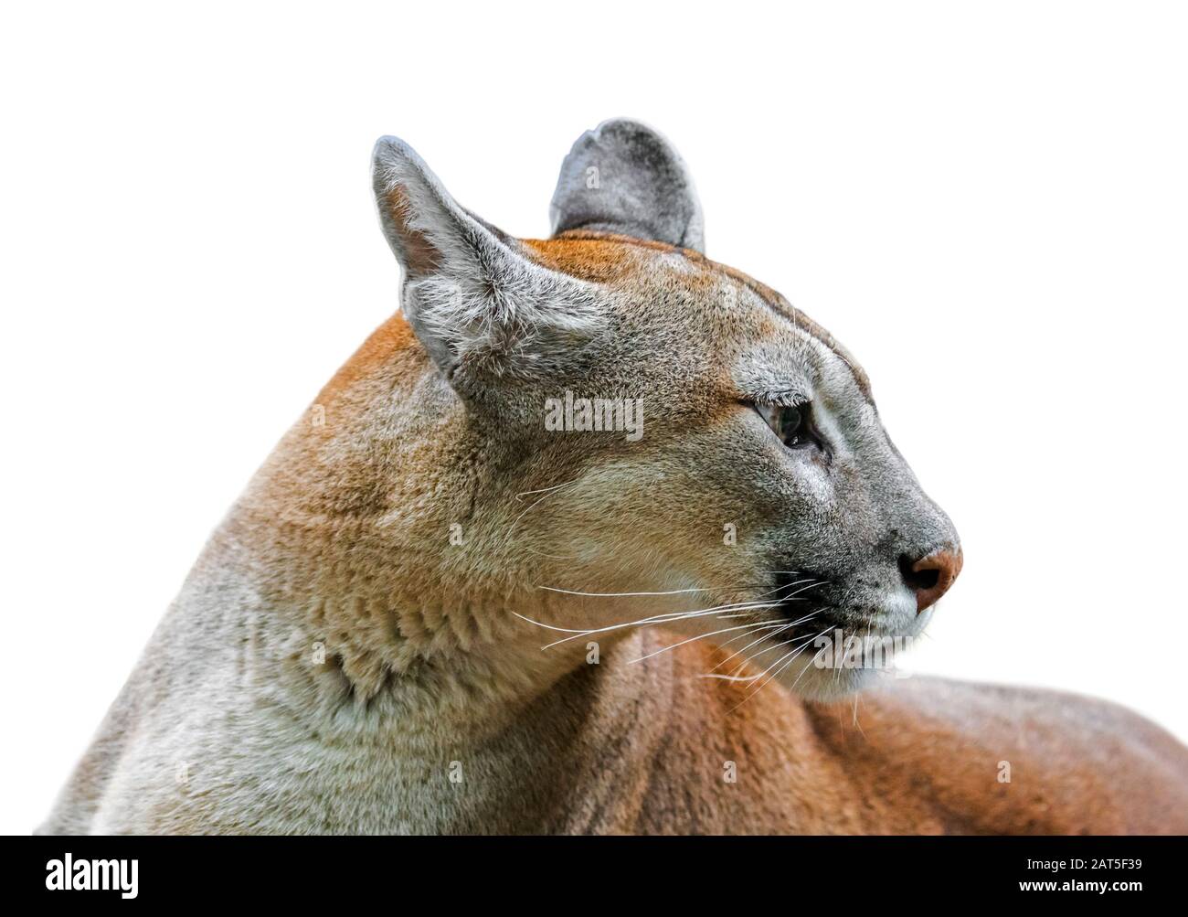 Primo piano ritratto di cougar / puma / leone di montagna / pantera (Puma concolor) su sfondo bianco Foto Stock