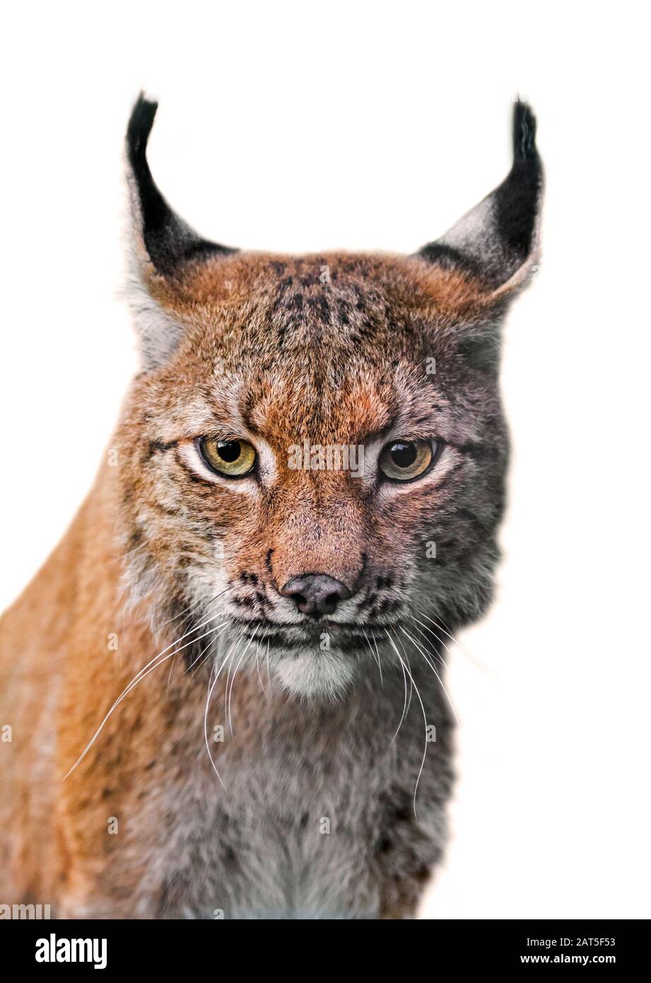 Lynx eurasiatica (Lynx lynx) ritratto di primo piano su sfondo bianco Foto Stock