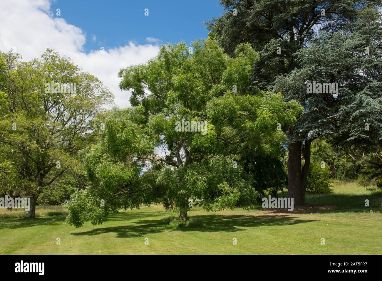 Foliage estivo di un albero Pagoda Giapponese (Sophora o Styphnolobium japonicum) in un Parco nel Devon Rurale, Inghilterra, Regno Unito Foto Stock
