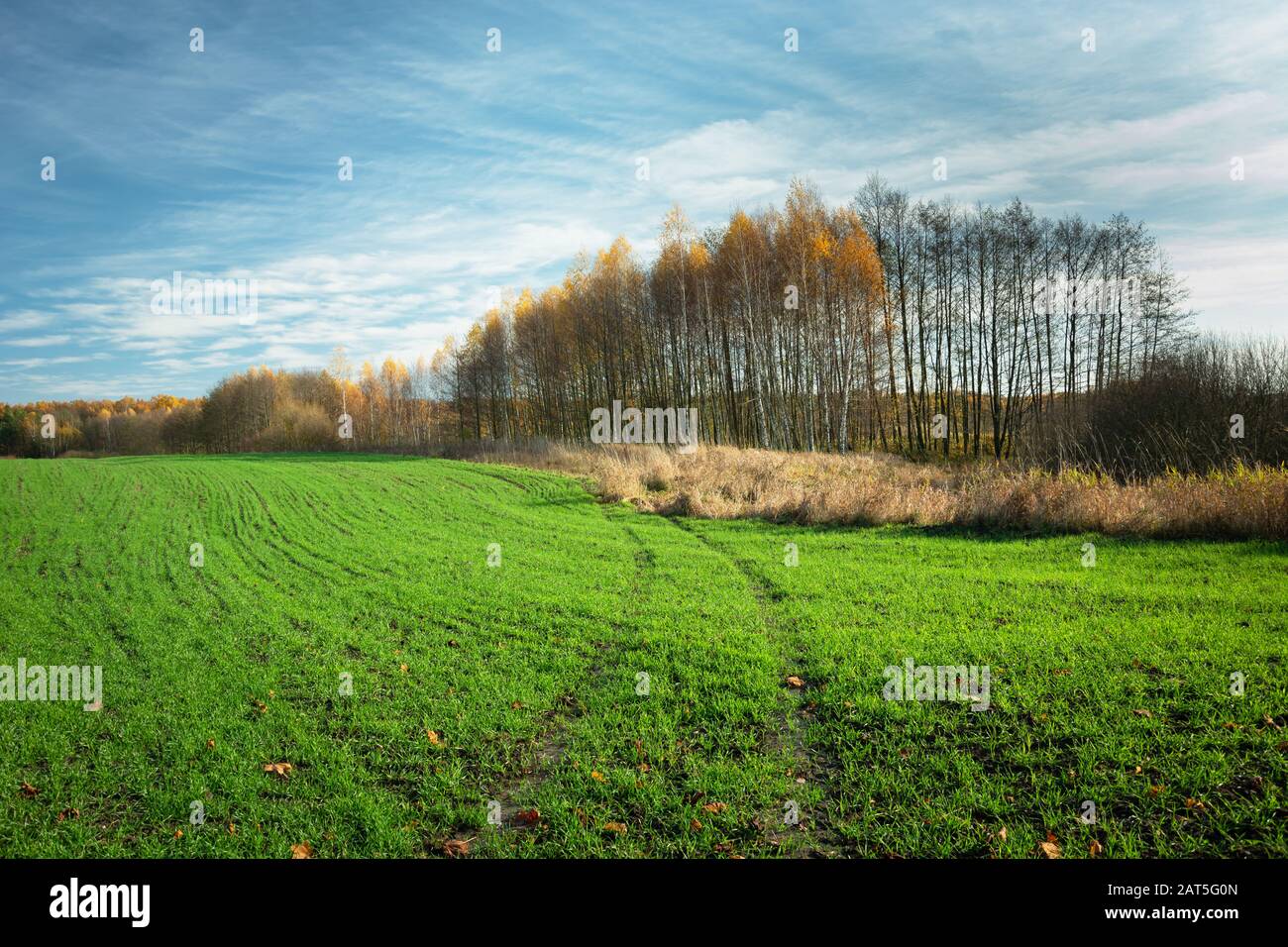 Campo verde con mais d'inverno, alberi d'autunno e nuvole bianche sul cielo blu Foto Stock