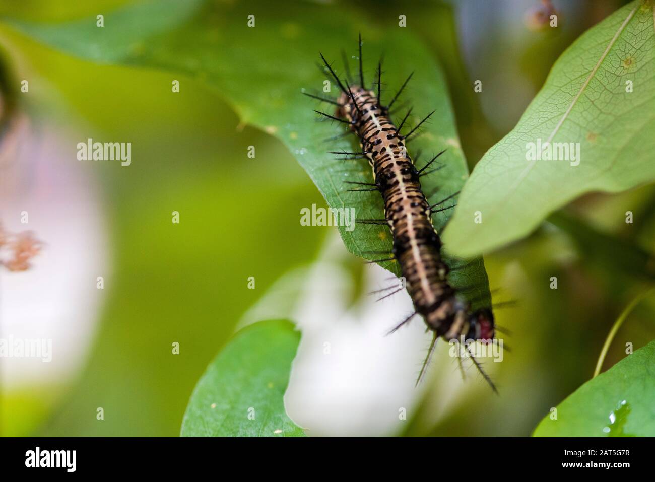 Peloso e solitario bruco. Malacosoma neustria. Cute larva colorata di insetto notturno con lunghe strisce multicolore. Pianta peste su naturale Foto Stock