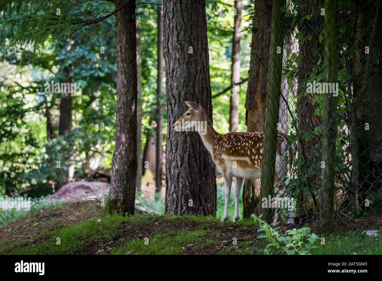 Fallow Deer Female (Dama dama) in Forrest Foto Stock