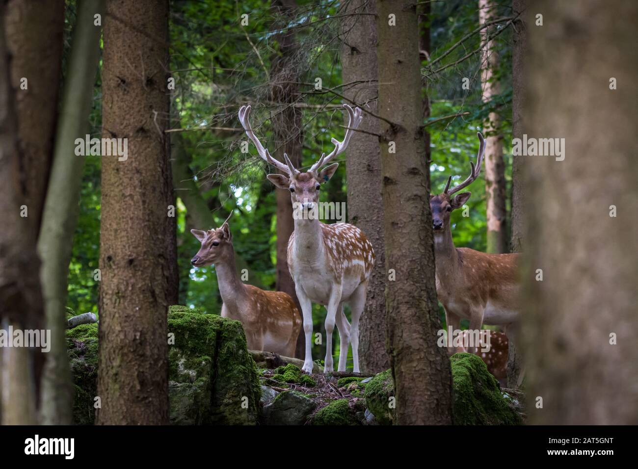 Fallow Deer Male (Dama dama) in Forrest Foto Stock