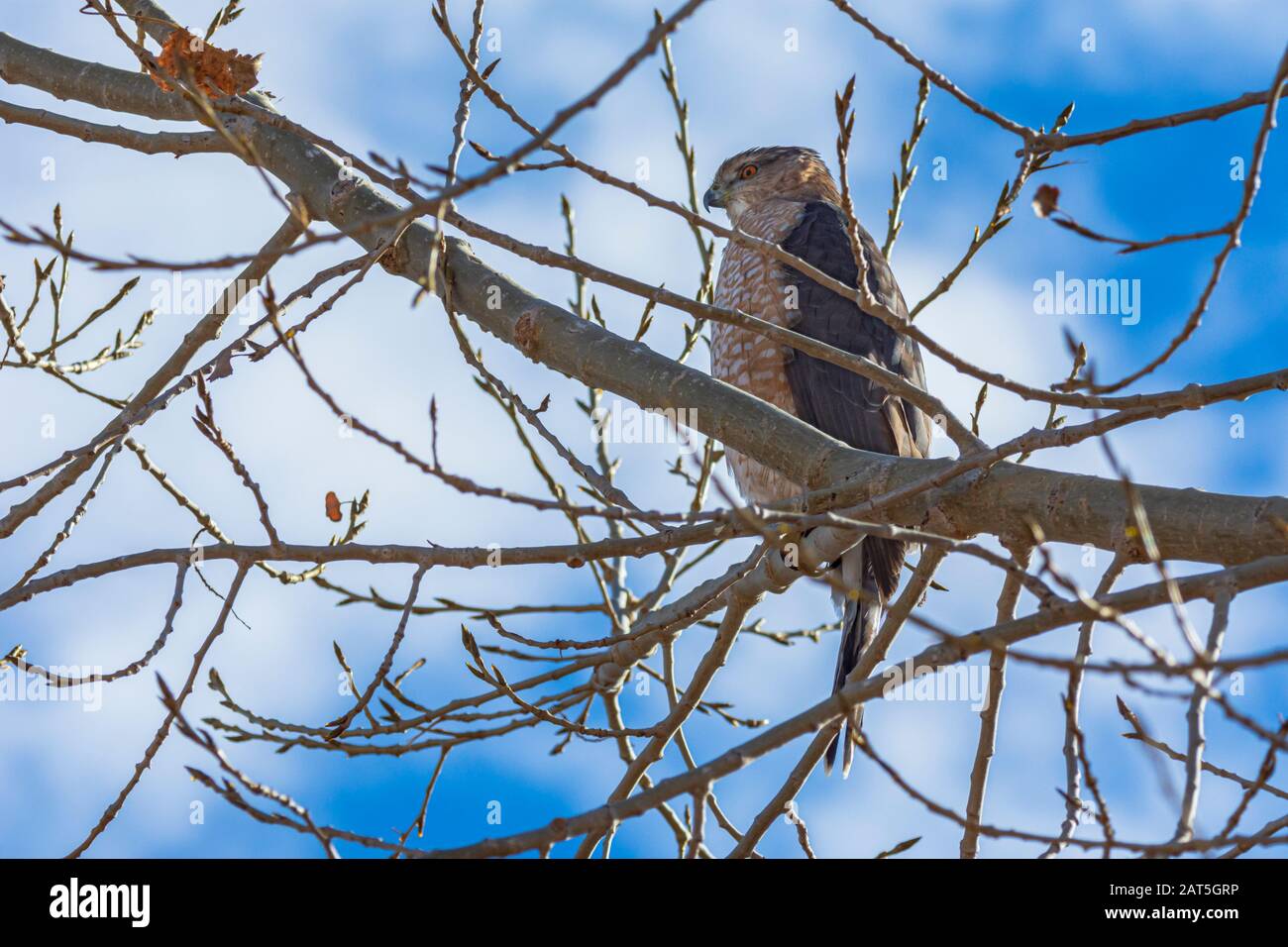 Hawk (Accipiter striatus) affilato seduto in Plains Cottonwood Tree, Castle Rock Colorado USA. Foto scattata a dicembre. Foto Stock