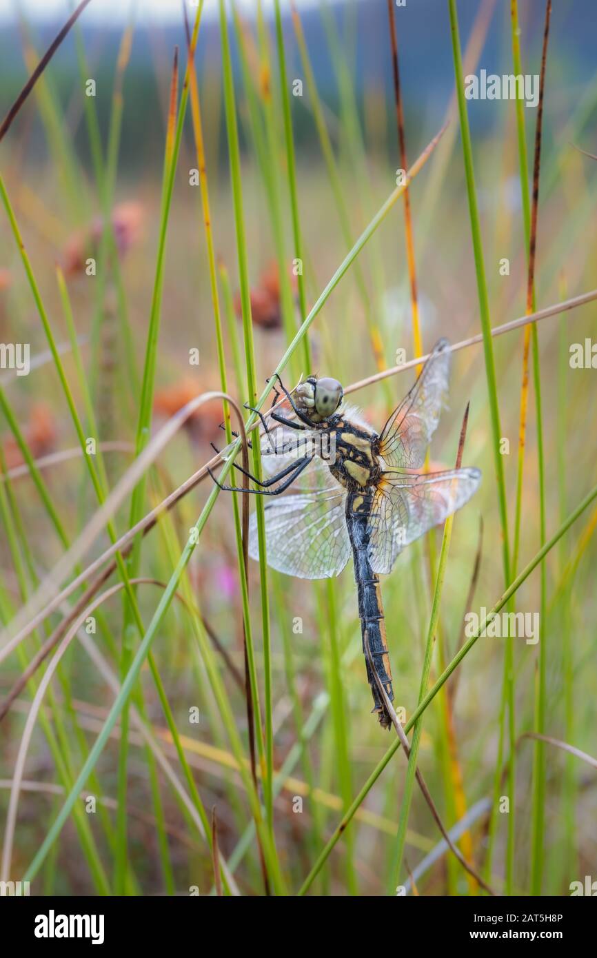Nero darter dragonfly (Sympetrum danae) riposante su erba lunga, Glen Feshie, Scozia, Regno Unito. Foto Stock