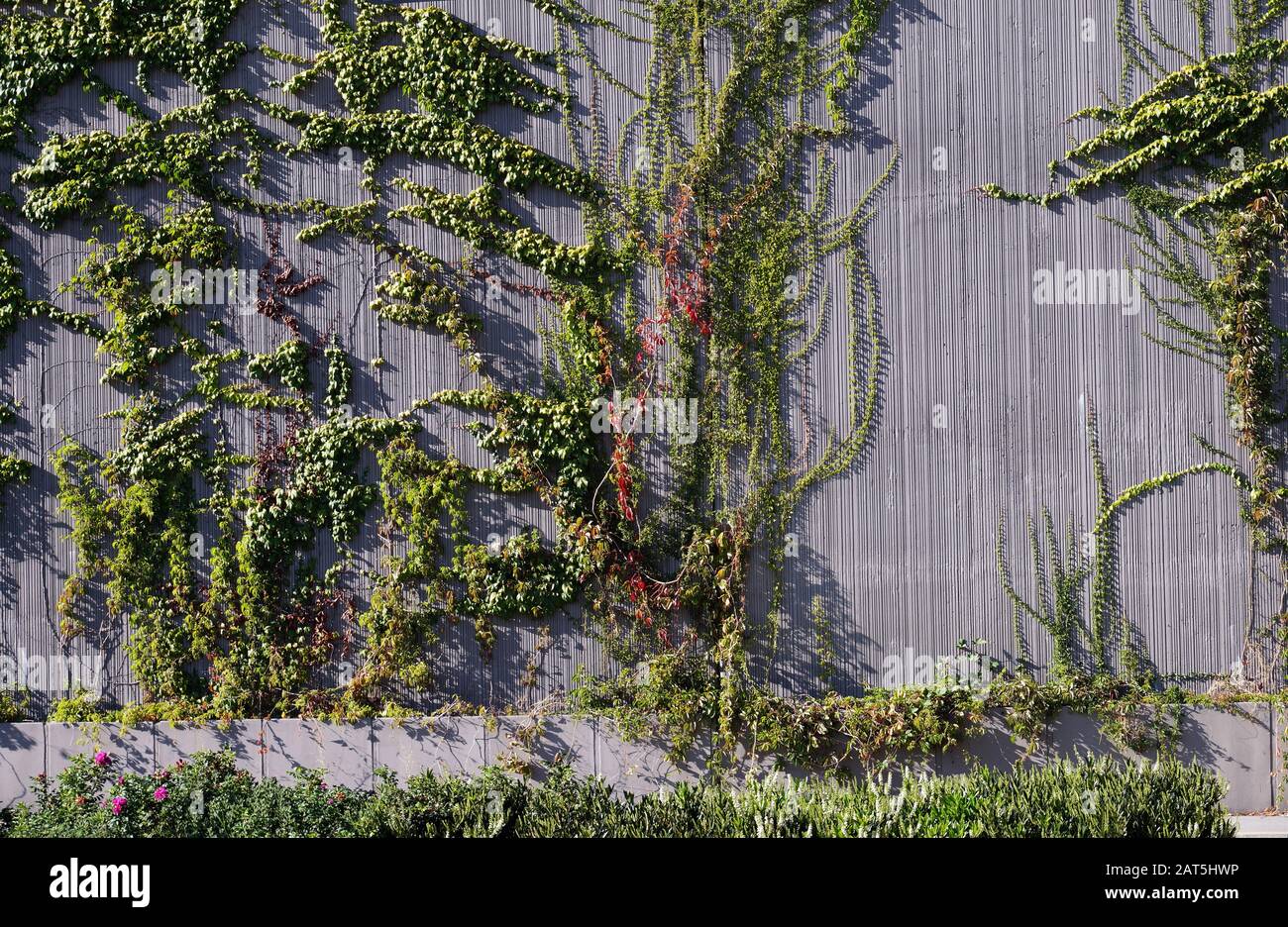 Fine estate. Barriere acustiche in cemento sull'autostrada coperte da vegetazione varia. Foto Stock