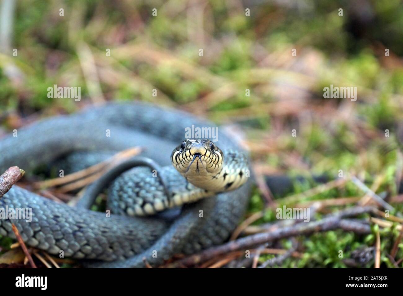 Serpente d'erba in posizione difensiva. Nella foresta. Foto Stock