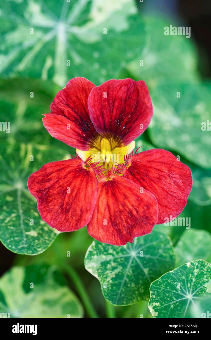 Tropaeolum ‘Baby Deep Rose’. Nasturzio 'Baby Deep Rose' Foto Stock