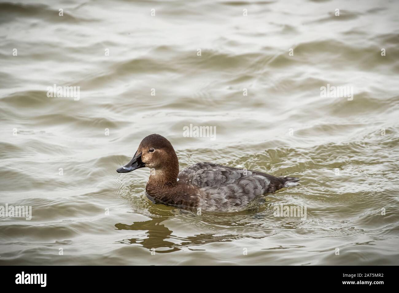 Anatra marrone sull'acqua Foto Stock