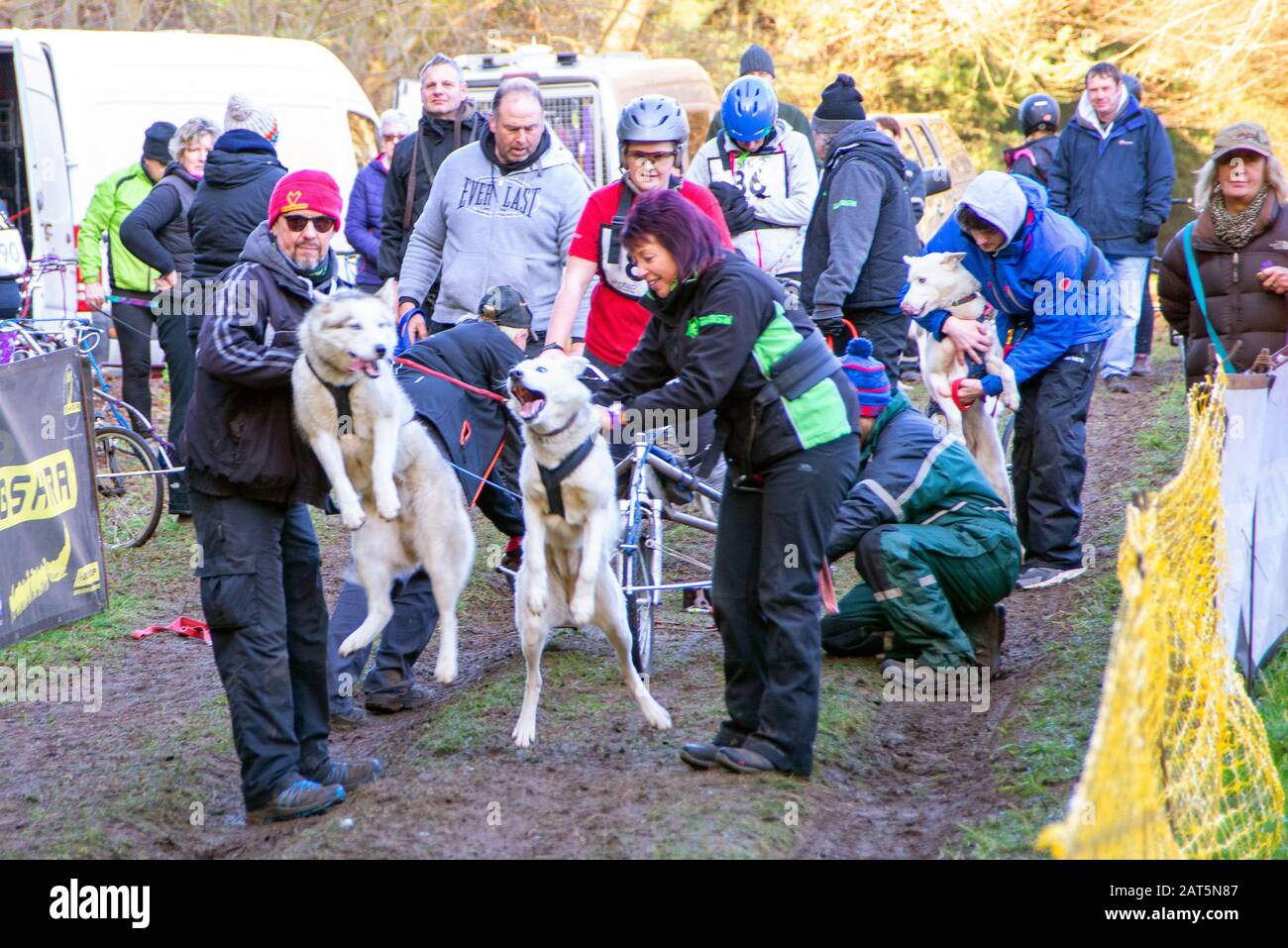 Un fantino si prepara per l'inizio della gara mentre la loro squadra tiene indietro i cani. I cani Husky sono eccitati e ruggiti per andare. Tutti sono entusiasti. La gara è per un paio di cani. Altre gare hanno più cani che corrono con una slitta. Foto Stock