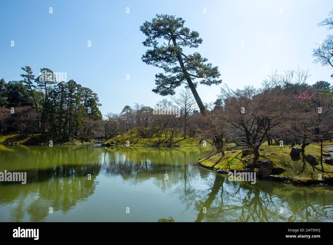 Parco del Palazzo Imperiale a Kyoto. Pino inclinato vicino allo stagno . Ciliegio fiore tempo - primavera Foto Stock