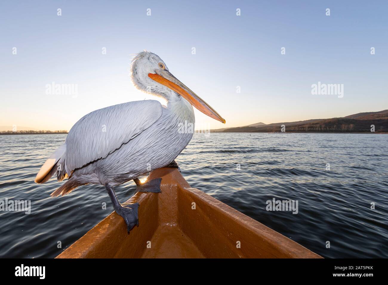 Pelicano dalmata dalla Grecia Foto Stock