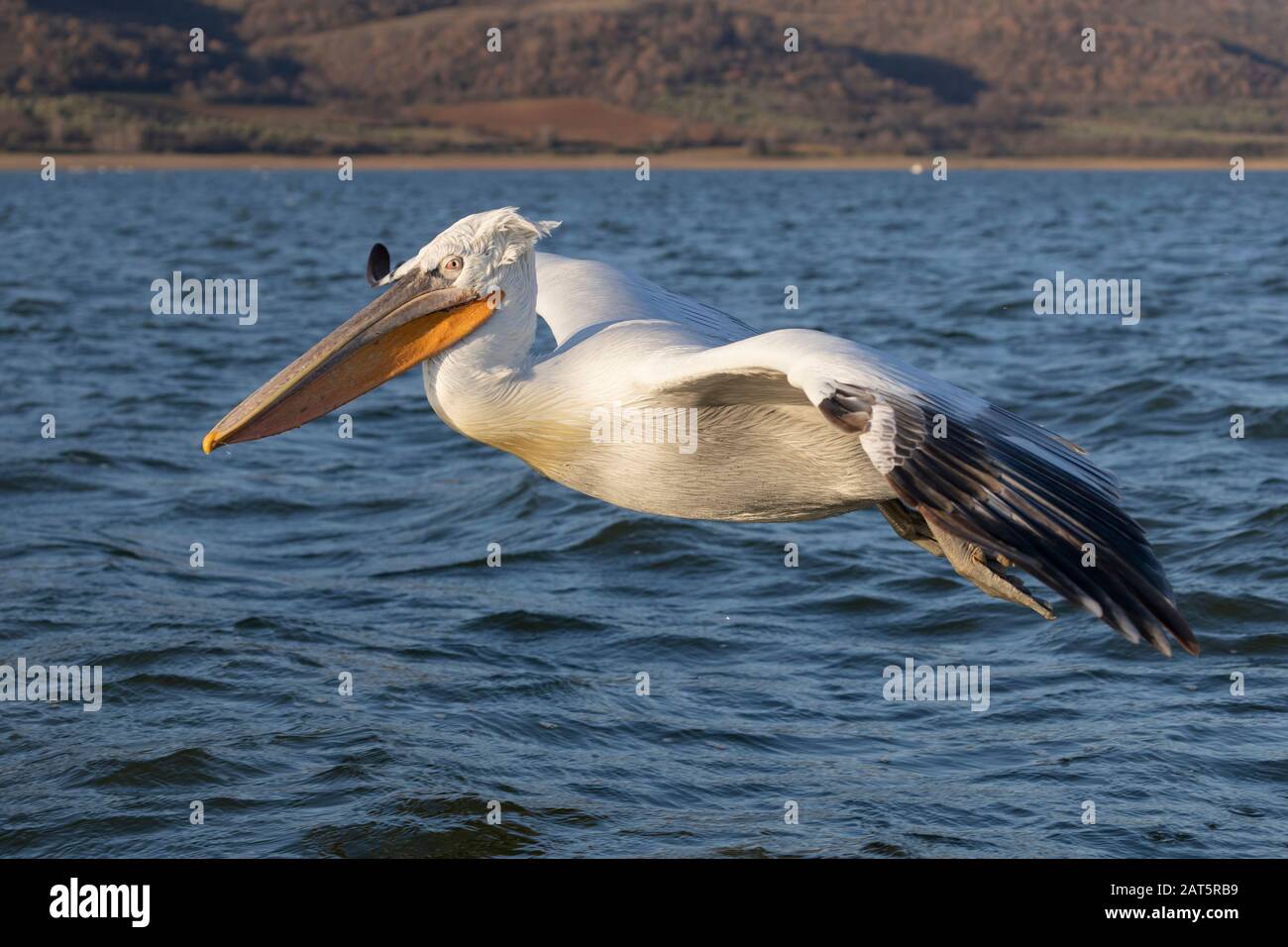 Pelicano dalmata dalla Grecia Foto Stock