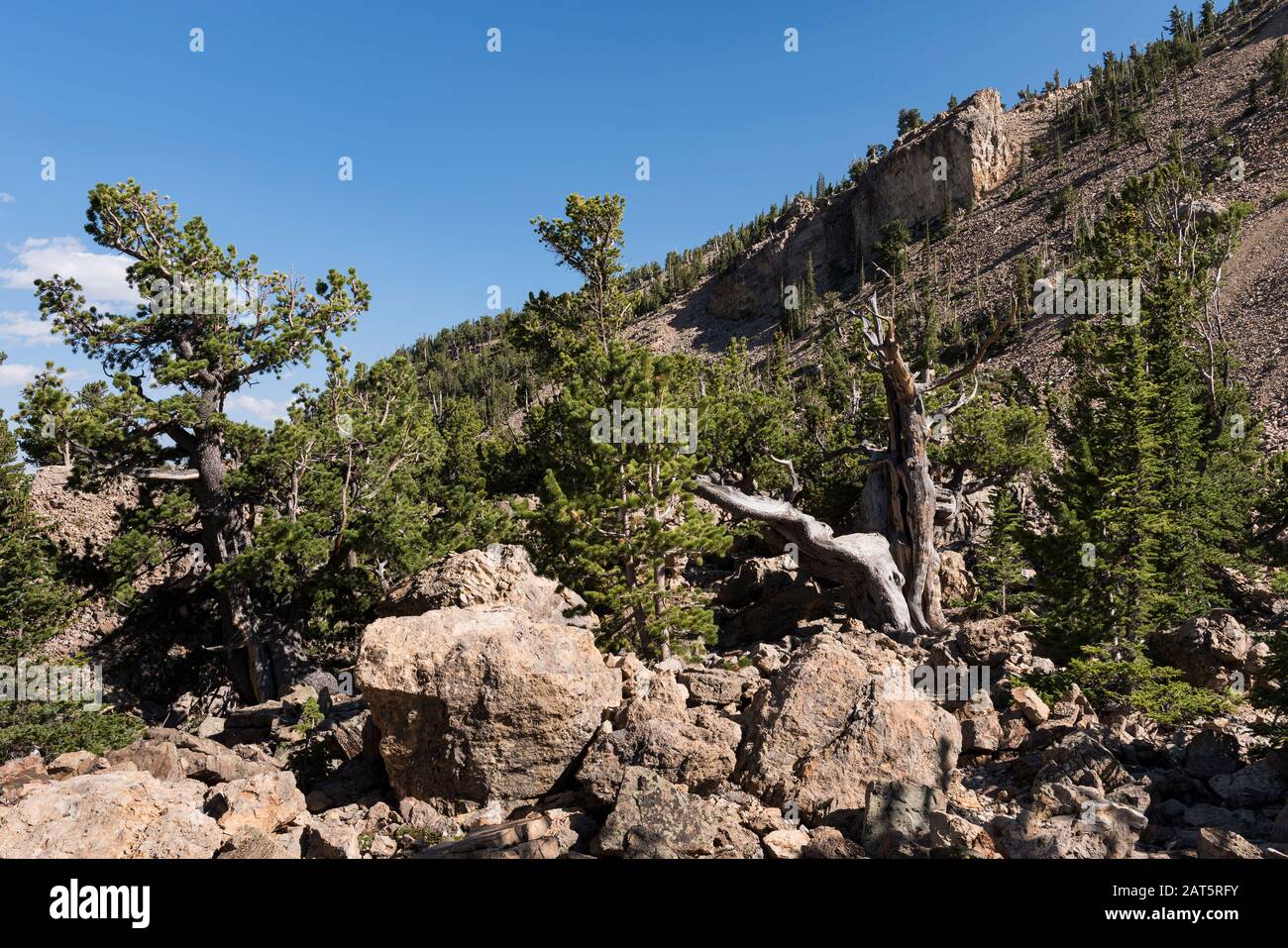 Area Patrimonio Nazionale Del Parco Del Sud Con Antichi Pini Limberi E Alberi Di Pino A Cono Di Setole. Situato All'Interno Della Pike National Forest, Colorado. Foto Stock