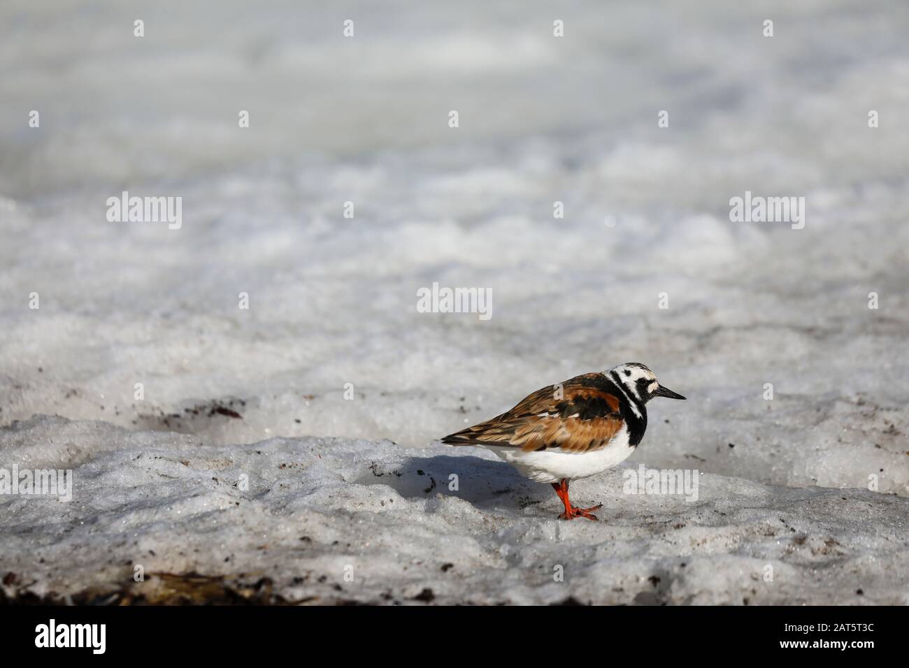 Un maschio Ruby Turnstone uccello in piedi su neve sporca e riposante come sta migrando a nord per l'artico, si trova vicino Arviat Nunavut Foto Stock
