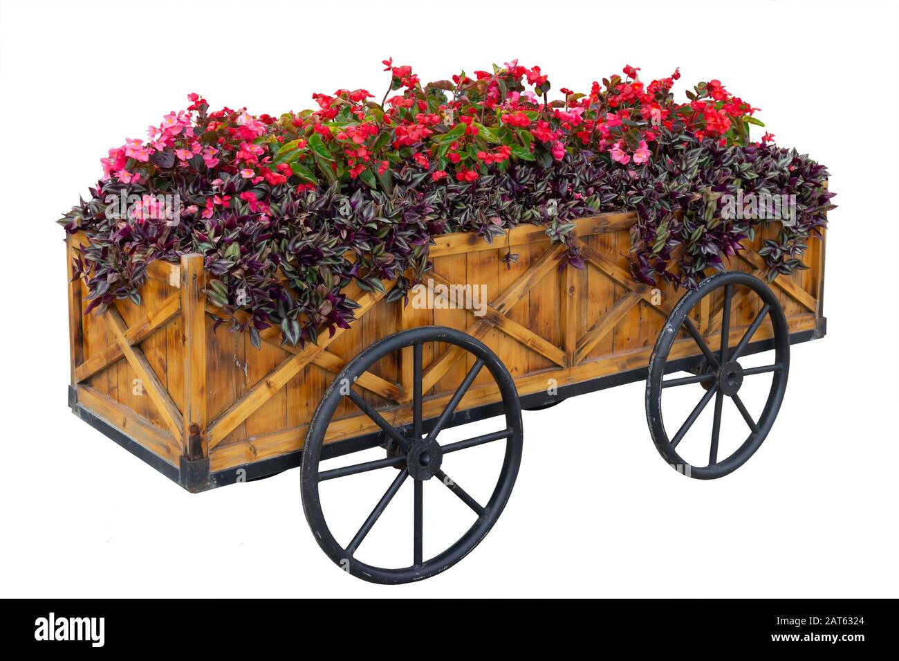 Isolato. Fiori colorati su carrello o carrello in legno in giardino su sfondo bianco Foto Stock