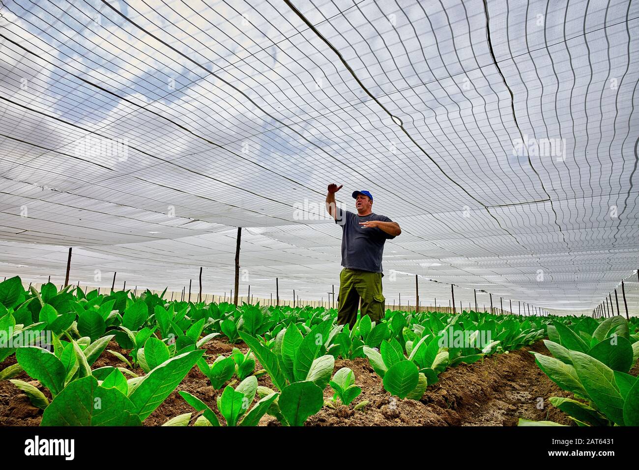 Piantagione di tabacco ombreggiato a Cuba Foto Stock