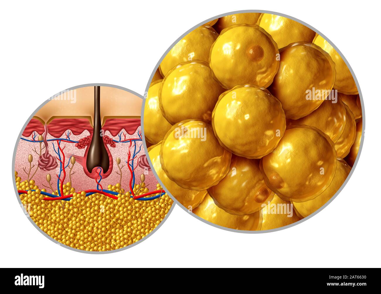 Diagramma di anatomia grassa adipocita o concetto di lipocita con una sezione trasversale dell'organo di superficie del corpo umano come un'assistenza sanitaria e simbolo medico. Foto Stock