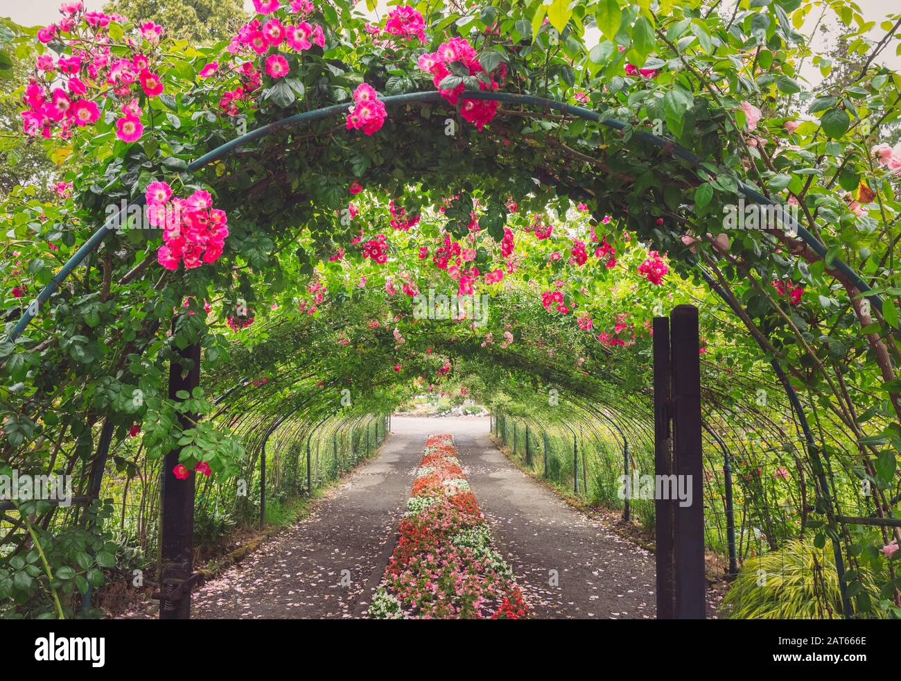 Percorso Grazioso Attraverso Un Tunnel Di Arbor Rosa Con Rose Rosa Foto Stock