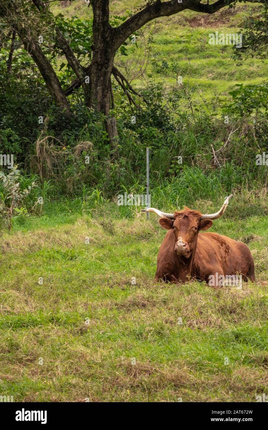 Kaaawa, Oahu, Hawaii, Stati Uniti. - 11 gennaio 2020: Bestiame di longhorn marrone che riposa su prato verde con tronchi di alberi scuri nella valle di Kualoa. Foto Stock