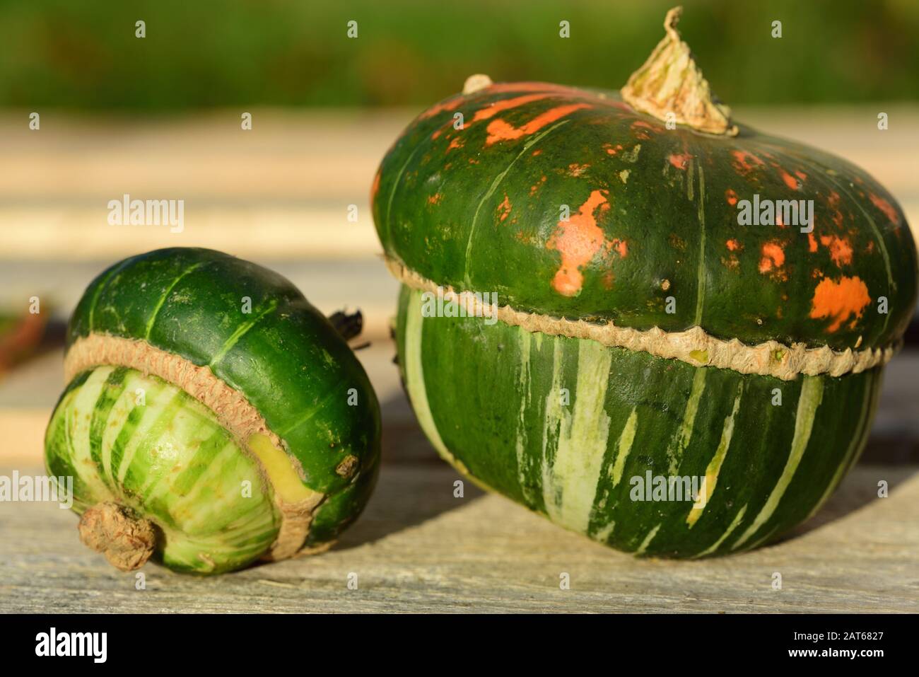 Due gourds verde brillante si trovano al sole su uno sfondo di legno di fronte ad un prato verde in natura Foto Stock