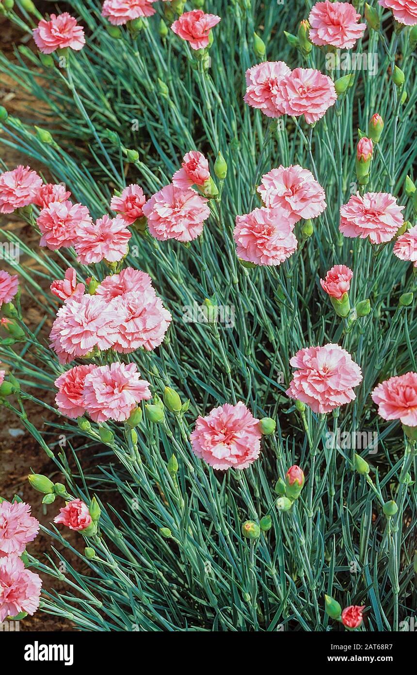 Primo piano di gioia Dianthus con fiori e boccioli sullo sfondo di foglie e crescere in un bordo di fiori. Un perenne sempreverde, completamente hardy Foto Stock