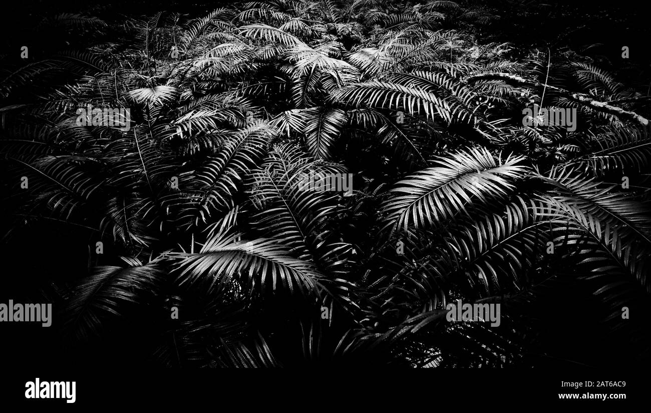 Tropicale fern cespugli sfondo lussureggiante fogliame nella foresta pluviale / Minimalista foglia nera texture astratto sfondo nero Foto Stock