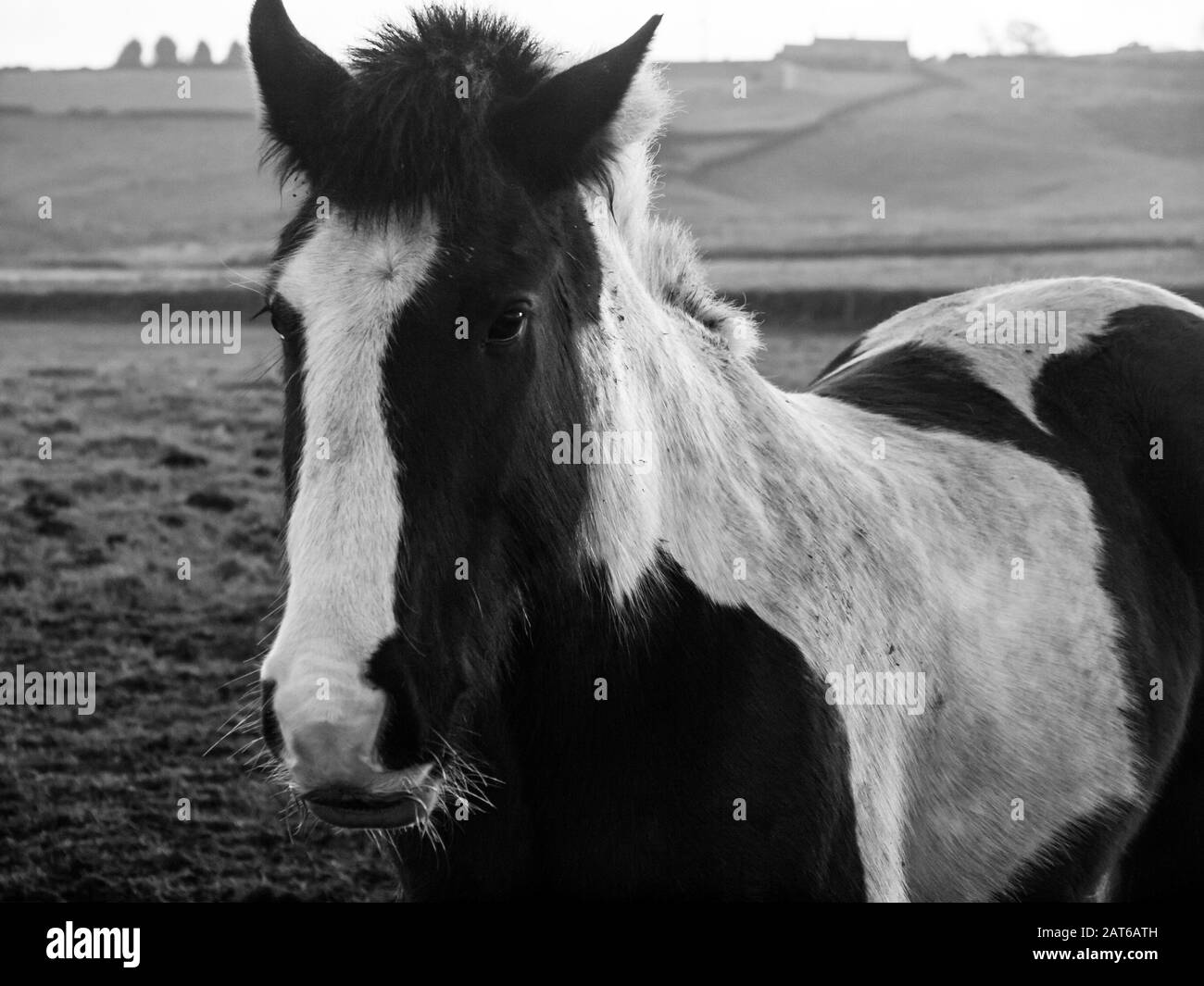 Cavallo bianco e nero ritratto in campo rurale Foto Stock