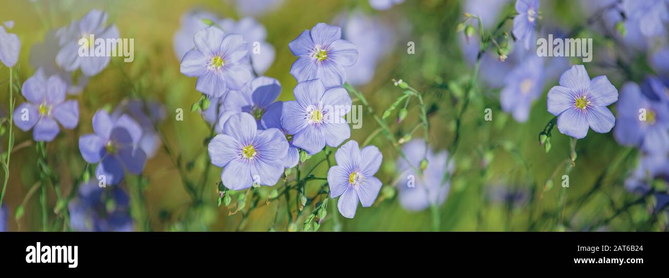 Ape miele raccogliere nettare da Blue grandi fiori di giardino Linum perenne, lino perenne, lino blu o pelucchi contro il sole. Lino decorativo nel decor di g. Foto Stock