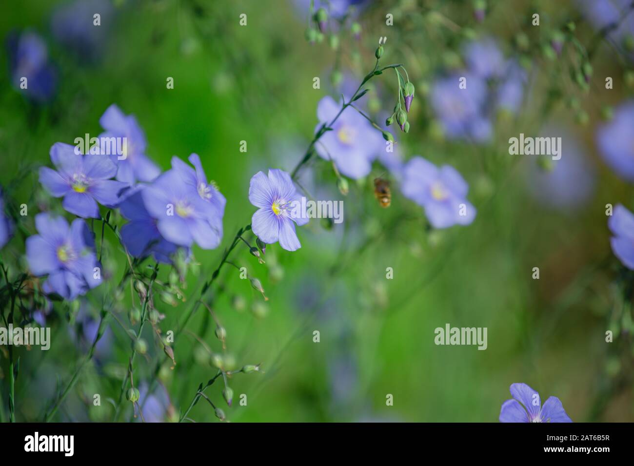 Ape miele raccogliere nettare da Blue grandi fiori di giardino Linum perenne, lino perenne, lino blu o pelucchi contro il sole. Lino decorativo nel decor di g. Foto Stock