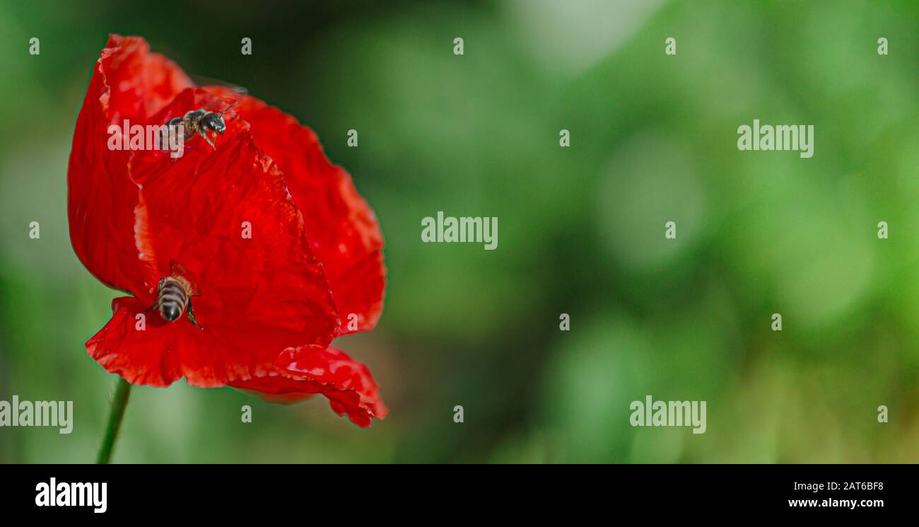 Le api raccolgono il polline dai rhoeas di Papaver. Papaver rhoeas, comune, mais, Fiandre, papavero rosso, mais rosa, campo è pianta fioritura papavero famiglia Papaverac Foto Stock