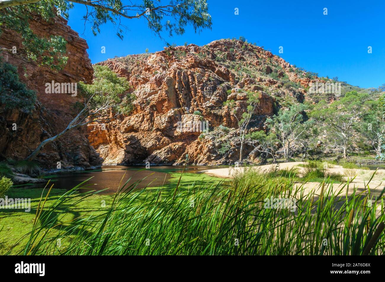 Ellery Gorge scarpata waterhole con canne in primo piano e lussureggiante oasi del deserto vegetazione al di fuori di Alice Springs nel territorio del Nord. Foto Stock