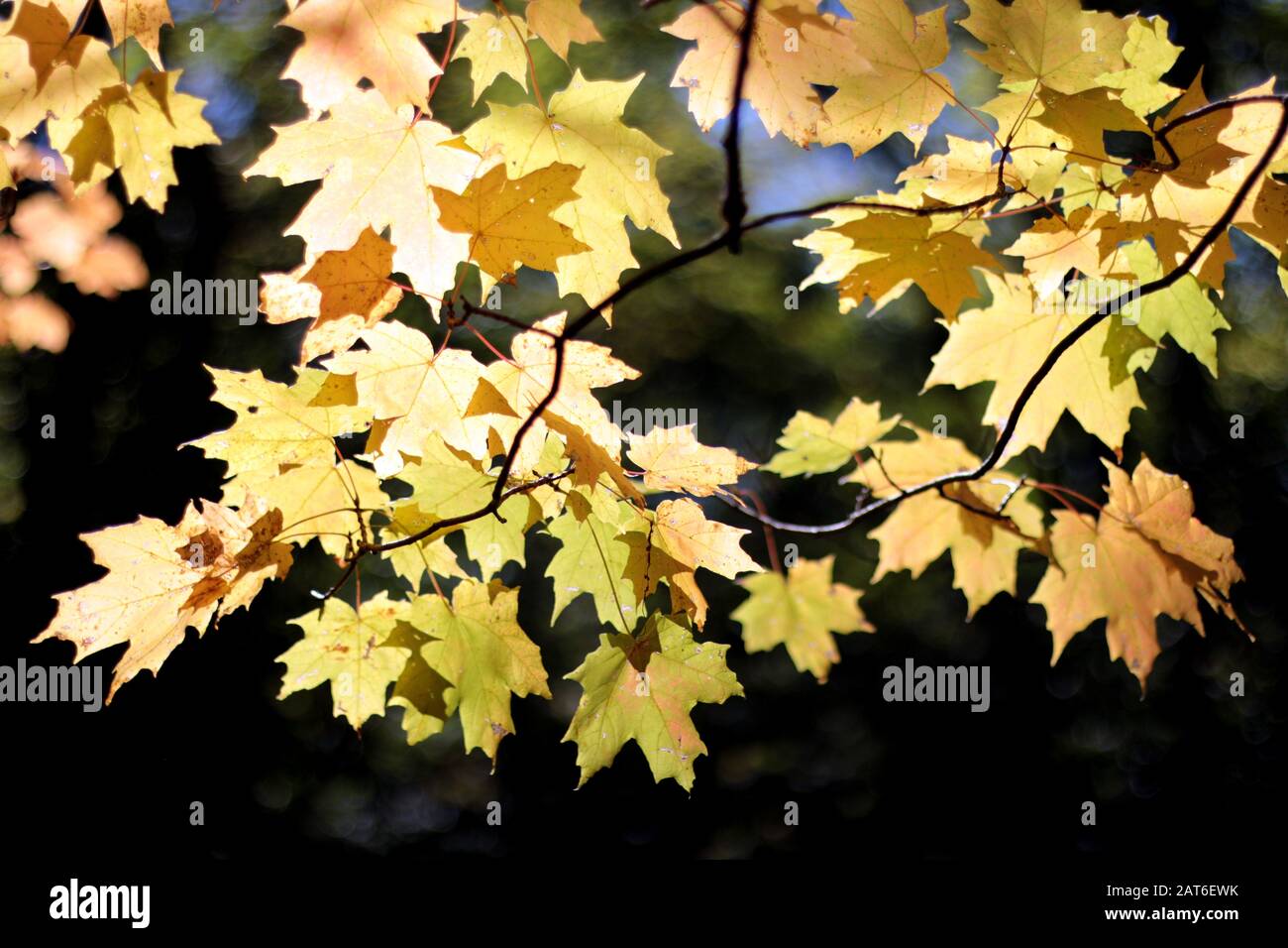 Foglie di acero in caduta in giardino Foto Stock