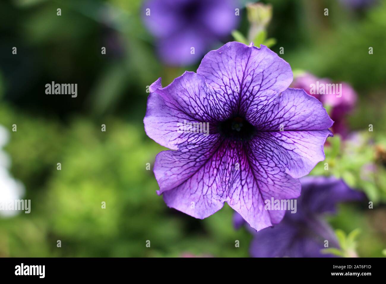 Petunia viola in giardino di giorno Foto Stock
