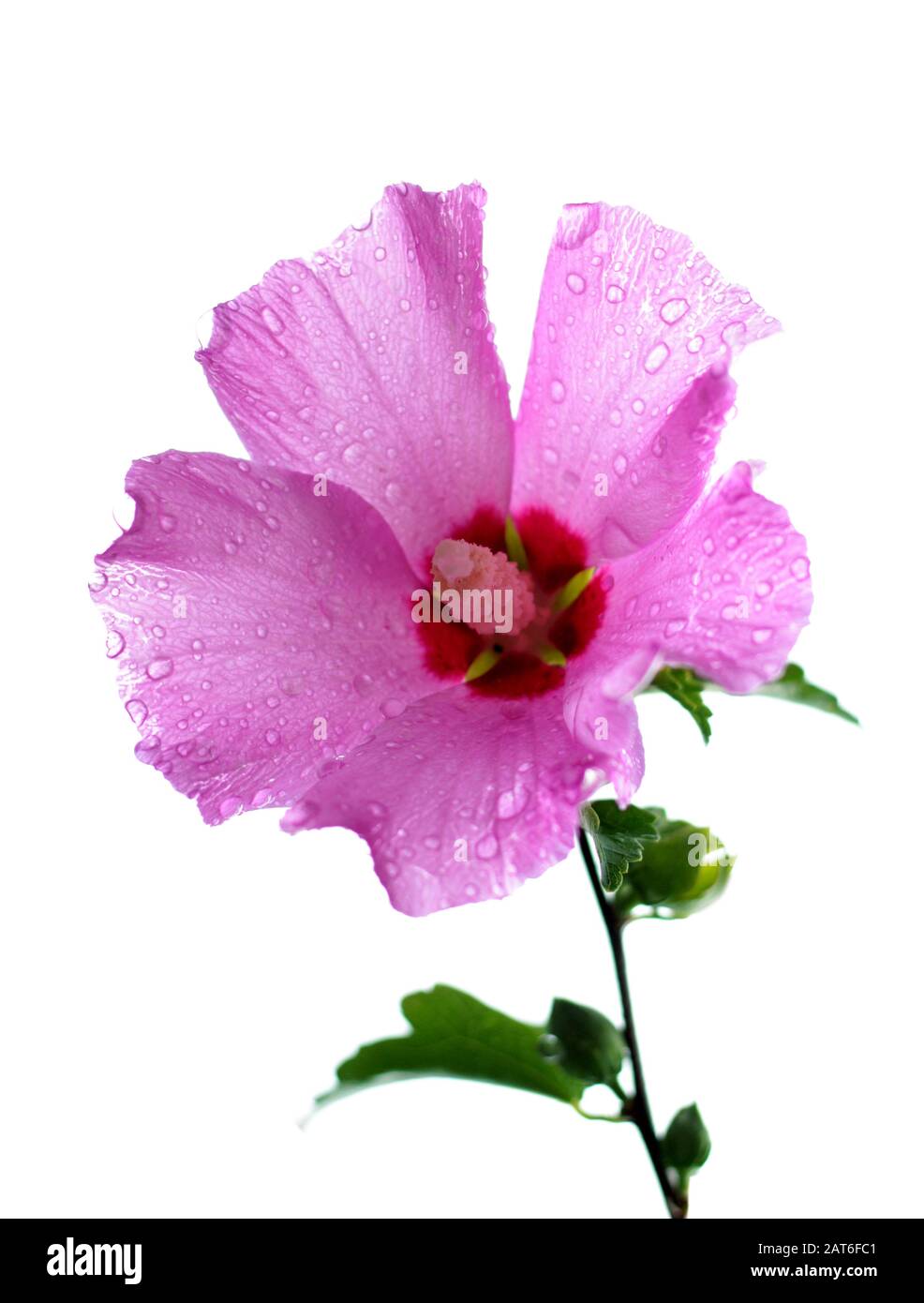 Fiori di ibisco, la famiglia di malva, Malvaceae Foto Stock